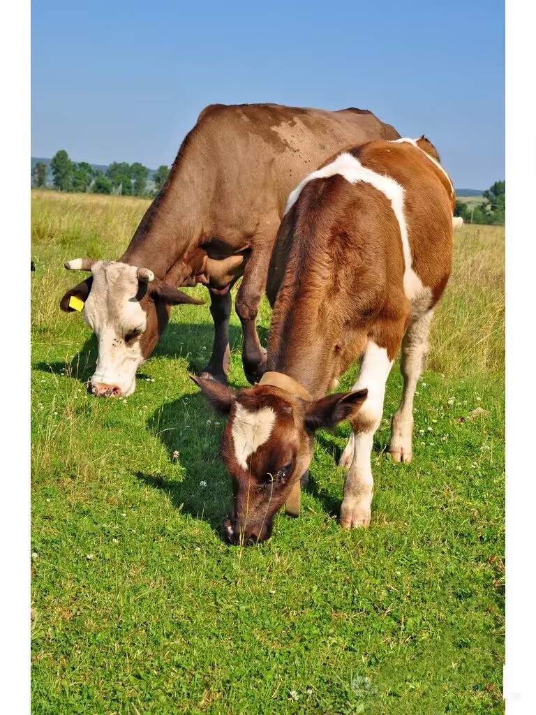 Hacer fertilizante orgánico con estiércol de vaca