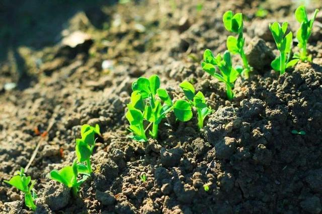 Efecto del pH en las plantas.