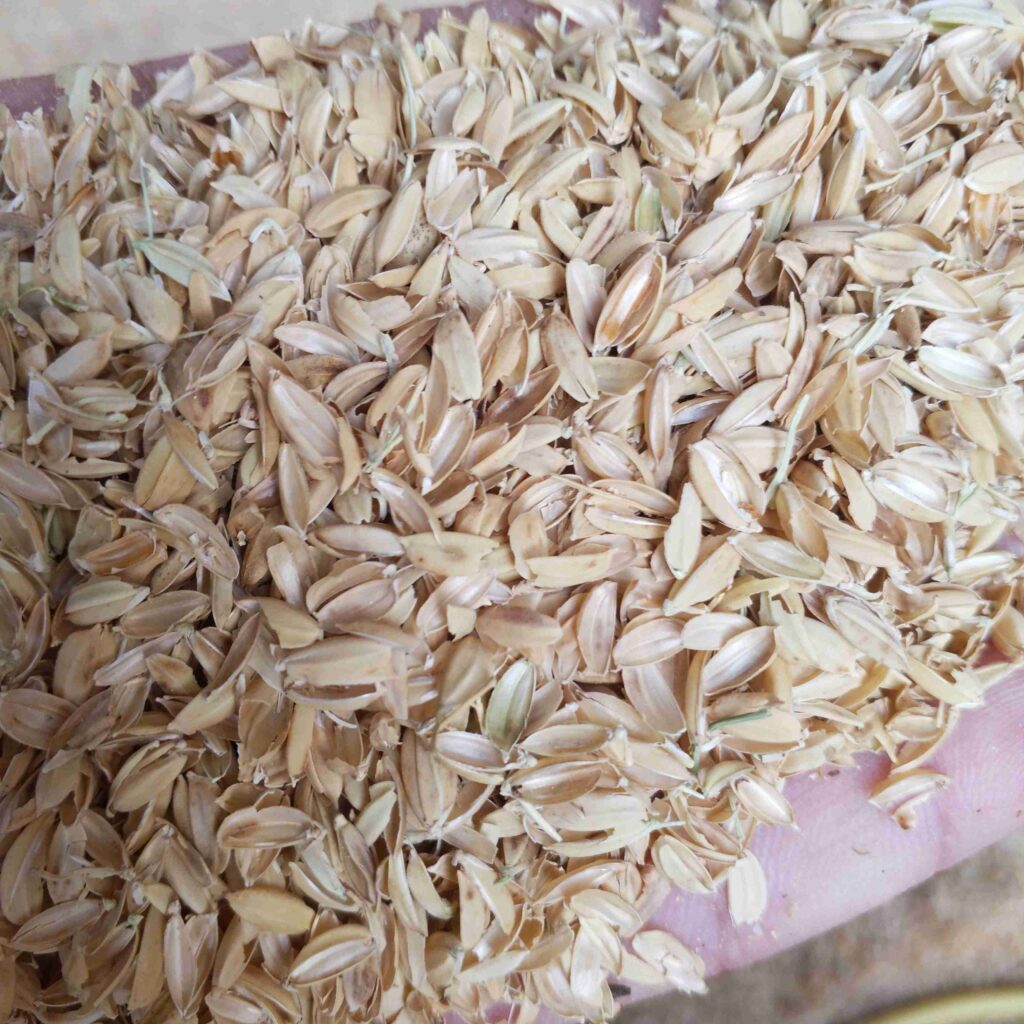 Materias primas de cáscara de arroz.